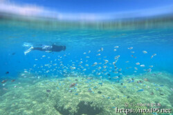 サンゴとスズメダイのパラダイス-西表島