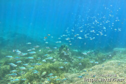 イエローサンゴとスズメダイの群れ-西表島